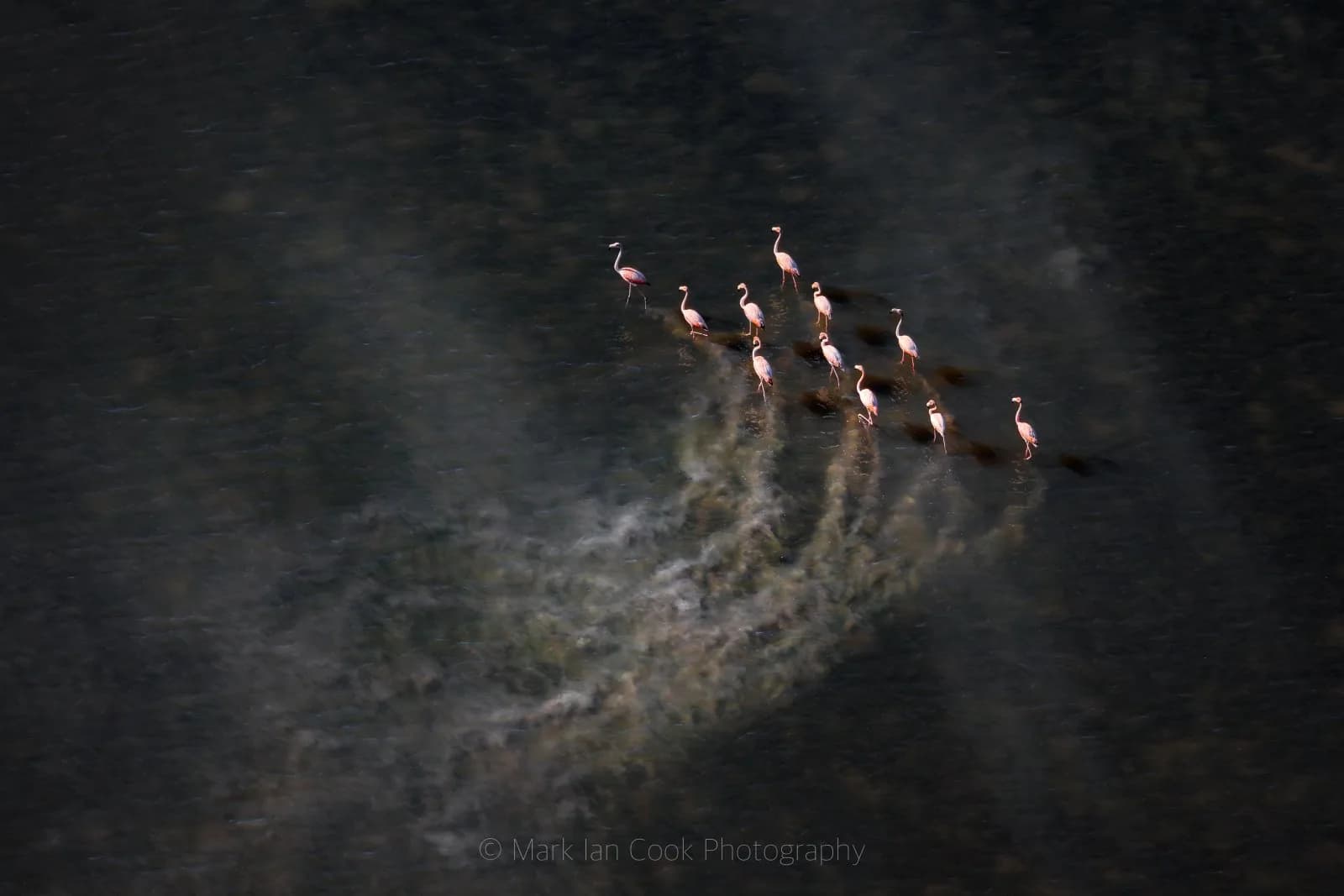 An aerial view of flamingos using a shallow wetland