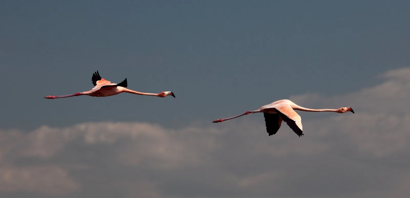 Two flamingos flying with wings extended
